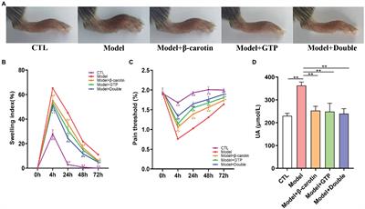 Effects of β-Carotin and Green Tea Powder Diets on Alleviating the Symptoms of Gouty Arthritis and Improving Gut Microbiota in C57BL/6 Mice